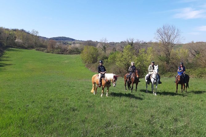 Horse Ride, Olive Oil and Local Foods Tasting in a Tuscan Farm - Background