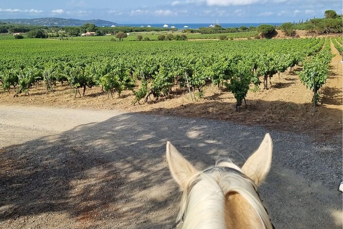 Horse Riding in the Vineyards of Ramatuelle Wine Tasting - Directions