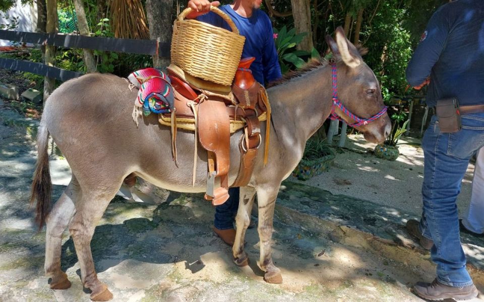 Horseback Riding at Rancho Bonanza and Cenote Swim - Additional Details