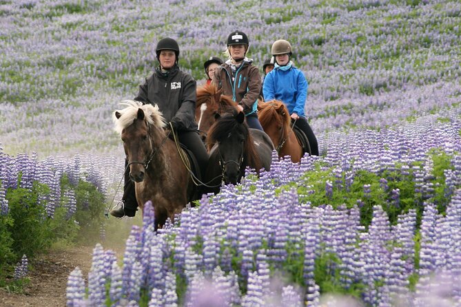 Horseback Riding Tour in Iceland - Arrival Instructions