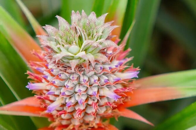 Hot Water Pool Bath Inside Pineapple Plantation & Dinner - Legal Terms and Conditions to Note