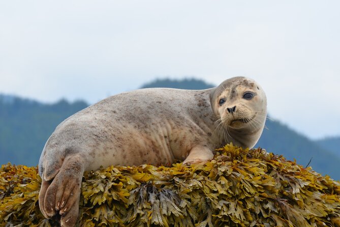 Howe Sound Sea Safari Cruise - Traveler Reviews and Recommendations