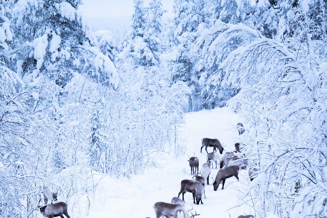 Hunt for Auroras by Reindeer Sled in Kiruna (Apr ) - Common questions