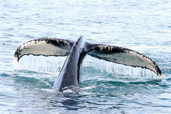 Husavik Traditional Oak Ship Whale- and Puffin-Watching Cruise  - Akureyri - Additional Details and Considerations