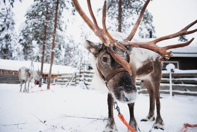 Husky and Reindeer Farm Visit With Snowmobiling - Last Words