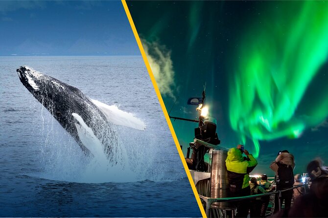 Iceland Super Saver: Northern Lights Cruise Plus Whale-Watching Tour From Reykjavik - Whale Watching Experience