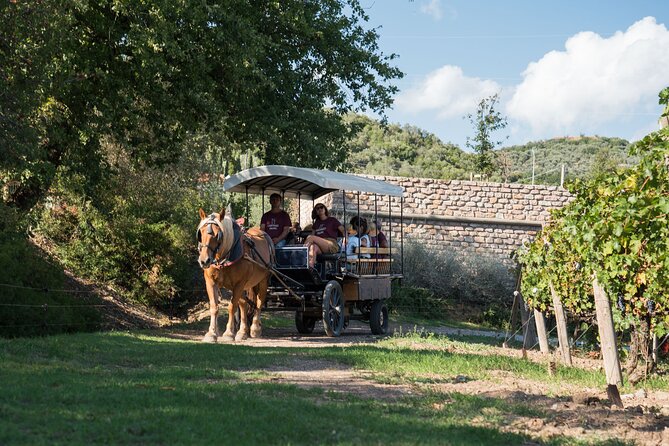 In a Carriage Among the Vineyards, Visit of the Cellar, Tasting of Organic Wines. - Reviews and Ratings Insights