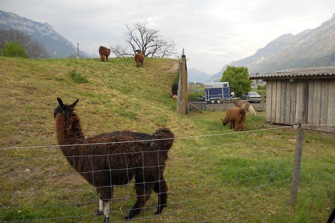 Interlaken Private Tour: Mountains Cows, Thun Lake, and Brienz Lake - Reviews and Feedback