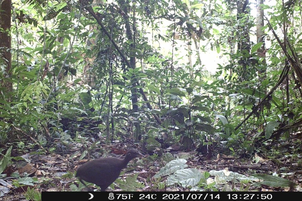 Iquitos: Allpahuayo-Mishana National Reserve Wildlife Tour - Directions