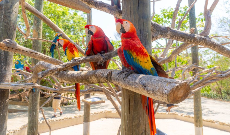 Isla Barú: Beach Club Access and Tour of the National Aviary - Additional Information