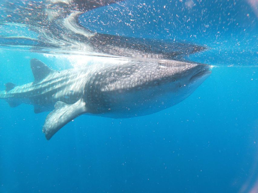 Isla Mujeres: Whale Shark Tour - Whale Shark Watching Details