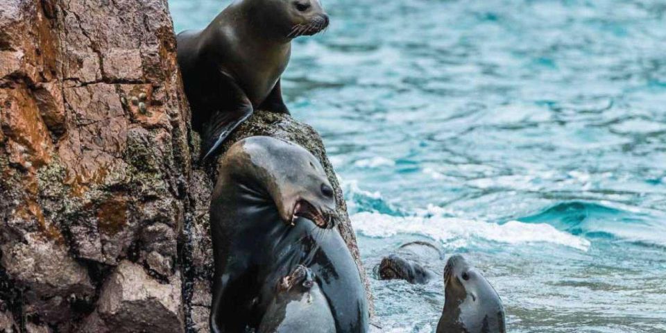 Islas Ballestas Boat Tour - The Galapagos of Peru - Safety Measures