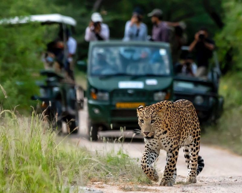 Jaipur: Private Jhalana Leopard Safari Tour - Common questions
