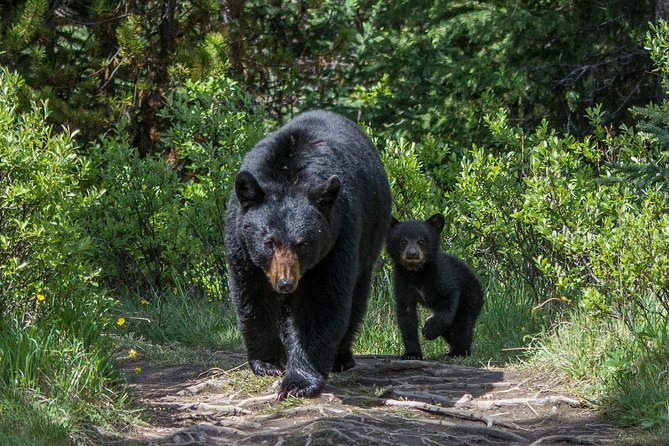 Jasper Evening Wildlife Tour - Common questions