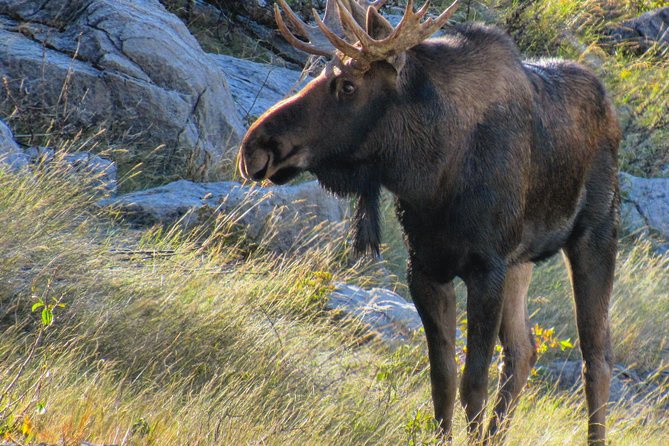 Jasper to Banff One-Way Tour - Reviews and Customer Feedback