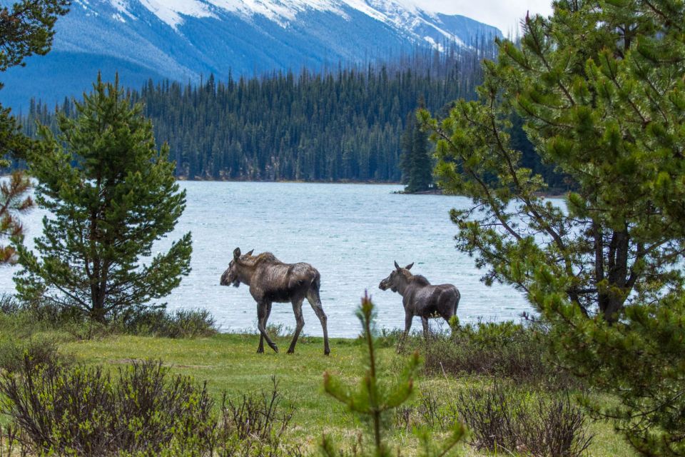 Jasper: Wildlife and Waterfalls Tour With Lakeshore Hike - Additional Information