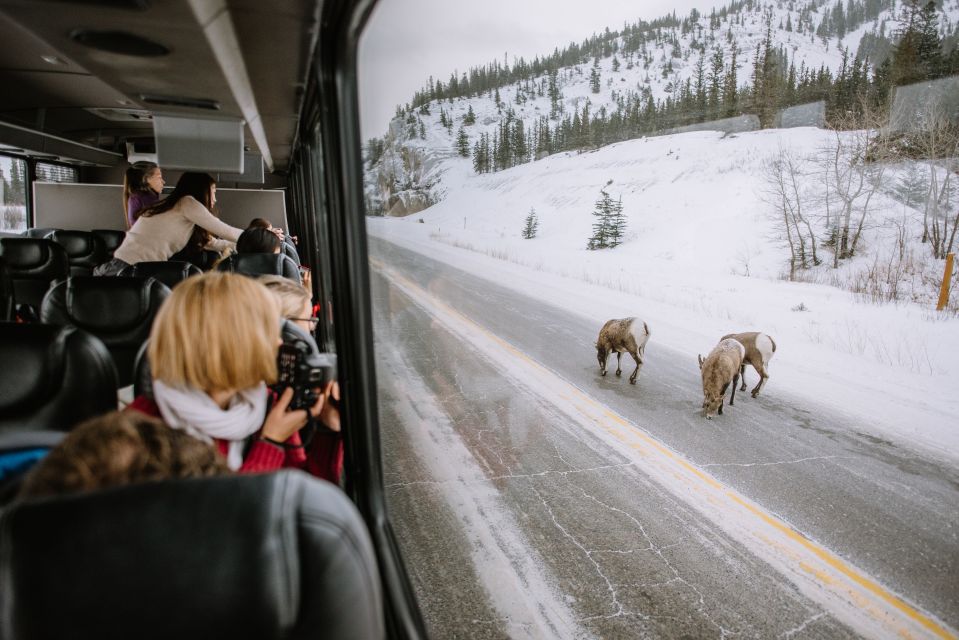 Jasper: Winter Wildlife Bus Tour in Jasper National Park - Safety Measures