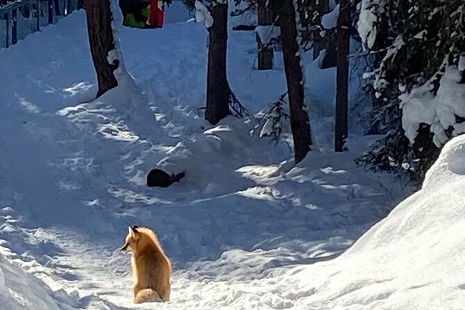 Johnston Canyon Icewalk From Banff AM - Common questions