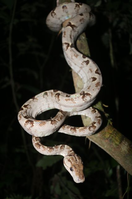 Jungle Night Walk/ Nocturnal Wildlife and Jungle Sounds - Directions