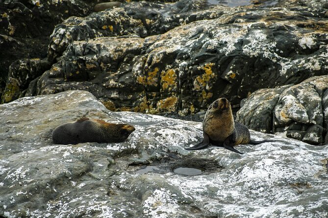 Kaikoura Day Tour With Dolphin Encounter From Christchurch - Guide Information