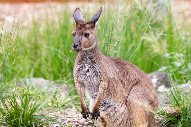 Kangaroo Experience at Healesville Sanctuary - Excl. Entry - Last Words