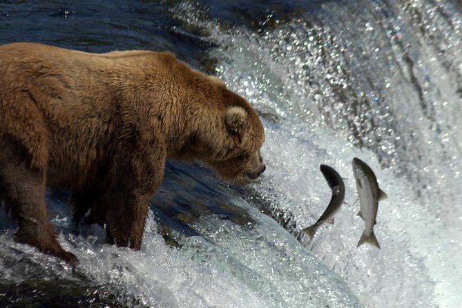 Katmai Brooks Falls Bear Experience - Common questions