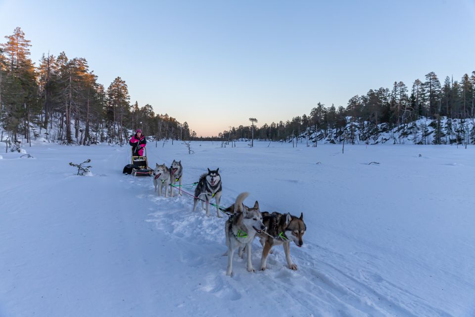 Kemi: Sleddog Husky Safari Incl. Hot Drink - Benefits of Sleddog Husky Safari