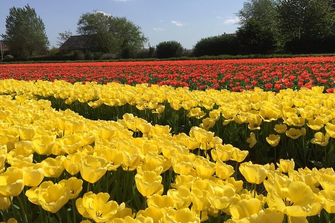 Keukenhof, Windmills, Countryside Private Tour From Amsterdam - Cancellation Policy