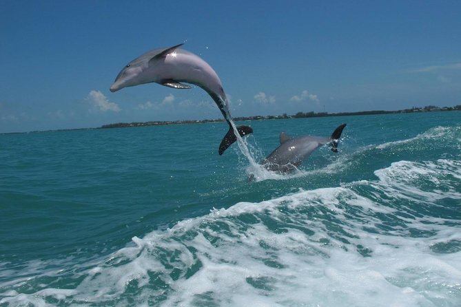 Key West Dolphin & Snorkel Experience - Common questions