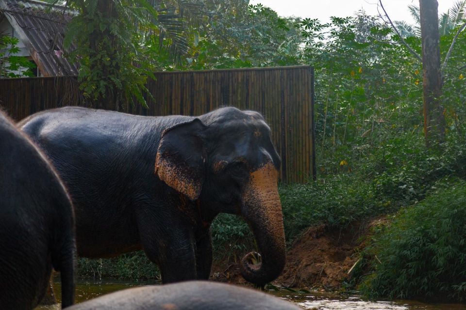 Khao Lak: 1-Hour Elephant Sanctuary Eco-Journey With Shuttle - Reservation Process