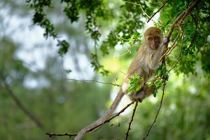 Khao Sok National Park Half-Day Paddling Tour  - Khao Lak - Miscellaneous