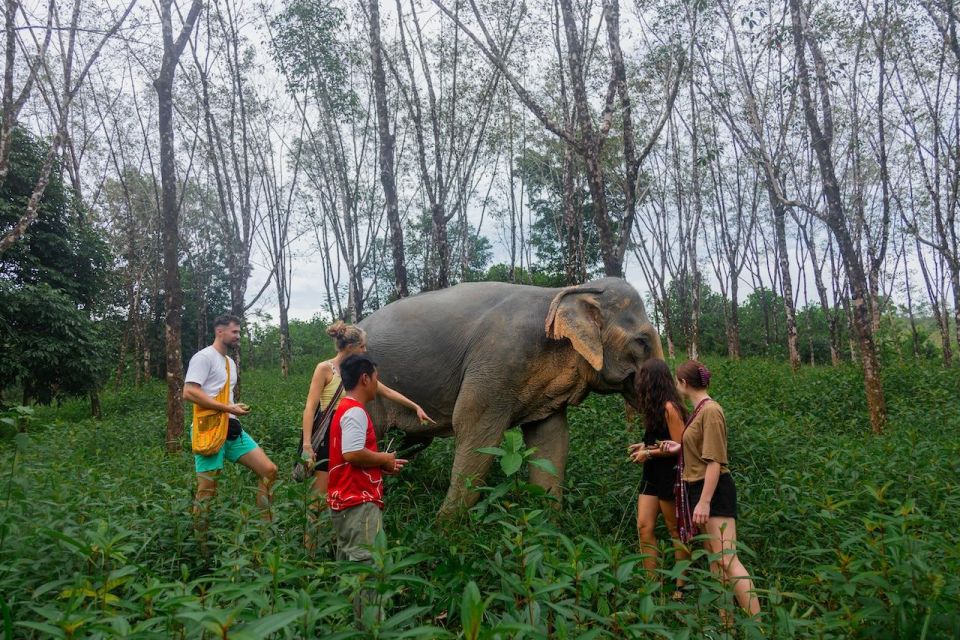 Khaolak: Begin the Day With Elephants - Walk and Feed Tour - Common questions