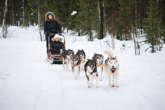 Kiruna, Swedish Lapland: Private Dog Sledding With Lunch (Apr ) - Reviews and Recommendations Overview