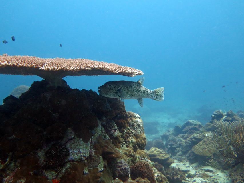 Koh Chang: Half-Day Scuba Diving From Speedboat - Restrictions