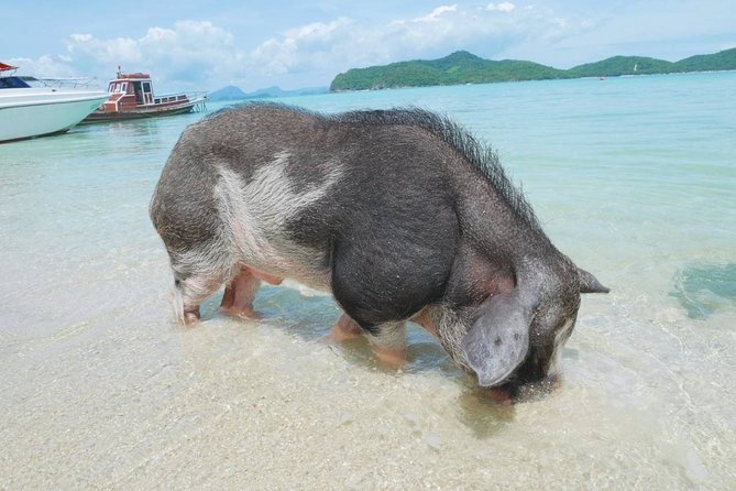 Koh Tan and Koh Madsum Snorkeling Trip By Speedboat From Koh Samui - Refund and Cancellation Policy