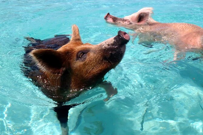 Kohsamui.Tours - Pig Island Snorkeling Eco Tour by Speed Boat - Additional Details