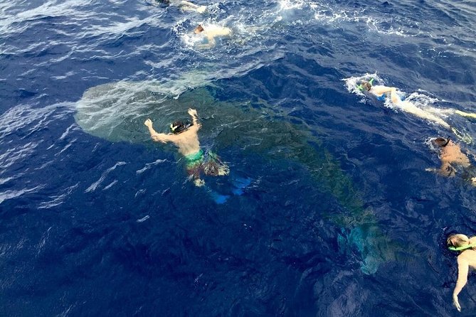 Kona Coast 3-hour Midday Snorkel Tour  - Big Island of Hawaii - Environmental Concerns