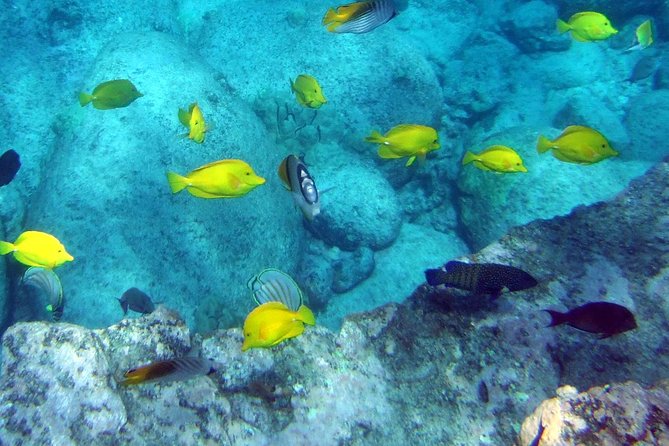 Kona Shore Excursion: Wild Dolphin - Reefs -Sea Caves - (Small Group) - Last Words