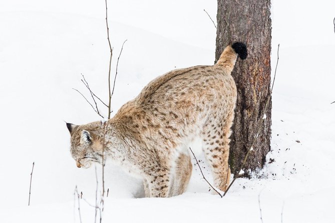 Korouoma Canyon & Ranua Zoo Tour - Additional Resources