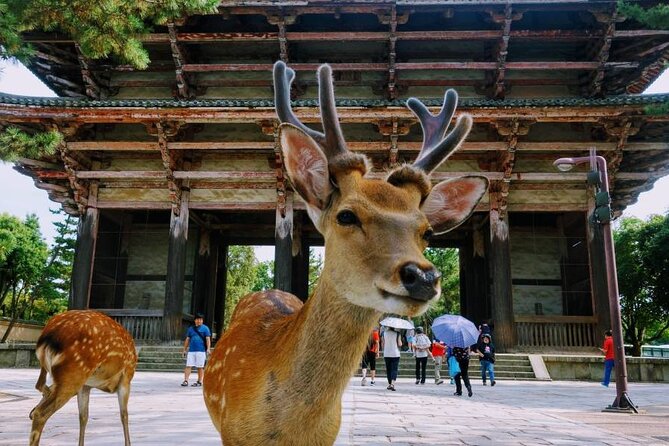 Kyoto & Nara Day Tour From Osaka/Kyoto: Fushimi Inari, Arashiyama - Common questions