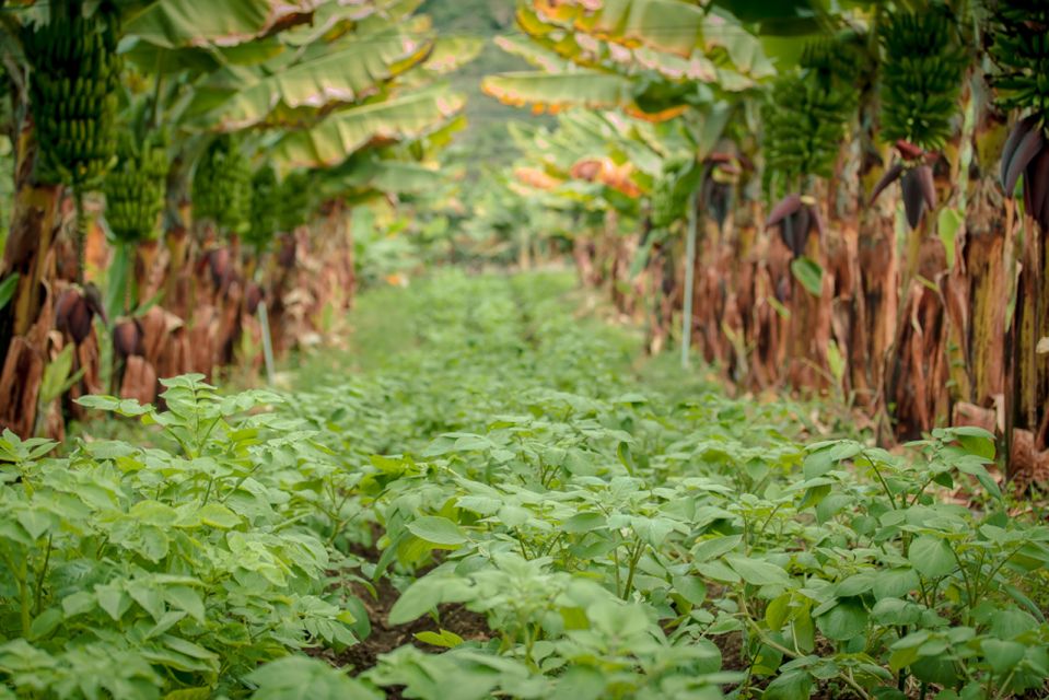 La Orotava: Ecological Banana Plantation Guided Tour - Directions