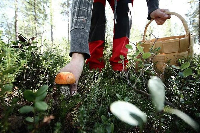 Lapland Berry Day Experience - Additional Information