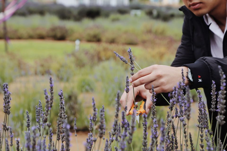 Lavender Field Guided Tour - Additional Information