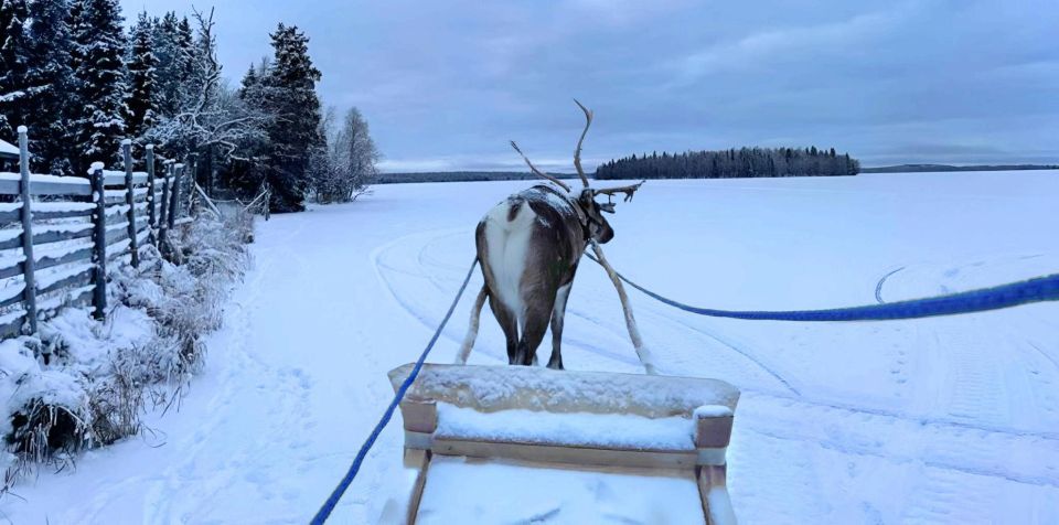 Levi: Lapland Reindeer Safari - Transportation and Value Feedback