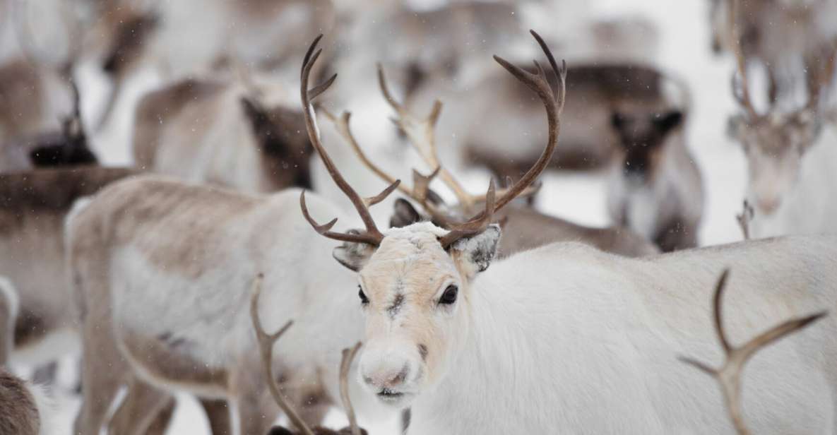 Levi: Traditional Reindeer Husbandry Experience - Important Notes