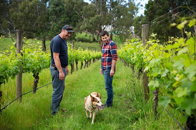 LGBTQ Friendly Full Day Yarra Valley & Dandenong Ranges Private Tour - Dandenong Ranges Activities