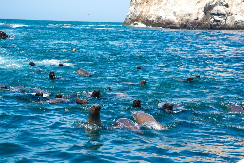 Lima: Sea Lion Swim and Wildlife Palomino Islands Cruise - Common questions