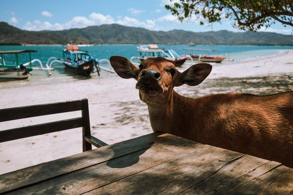 Lombok: The Southern Gilis Tour (incl. Lunch) - Important Notes