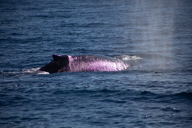 Los Cabos Whale Watching Cruise Including Breakfast - Service Feedback