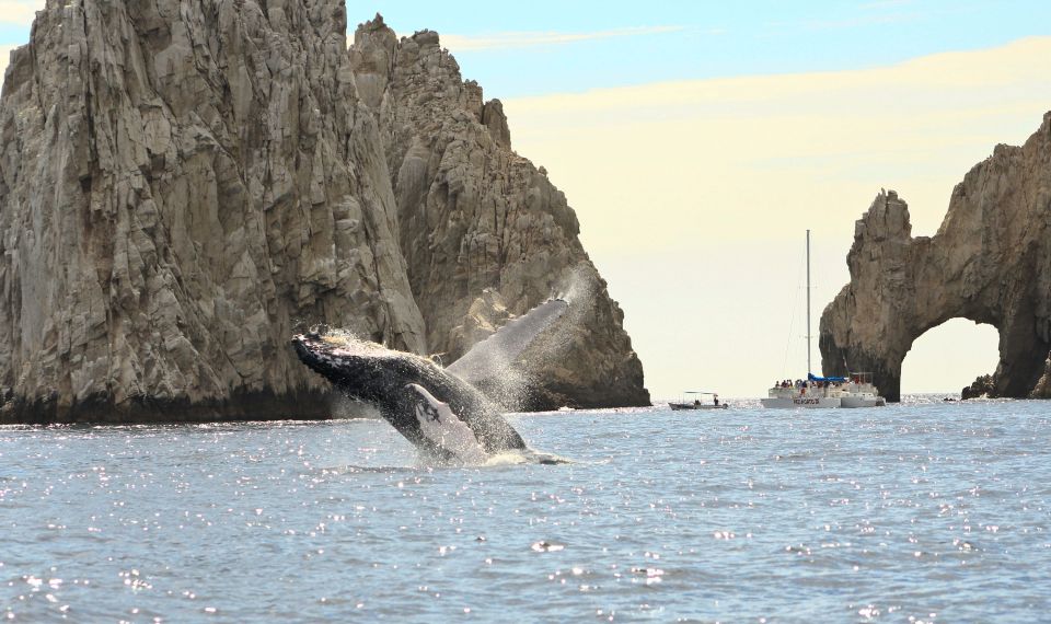 Los Cabos: Whale Watching (Transport and Pictures Included) - Environmental Awareness